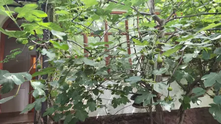 Eladó házrész, Budakeszi 1+1 szoba 45 m² 44.9 M Ft